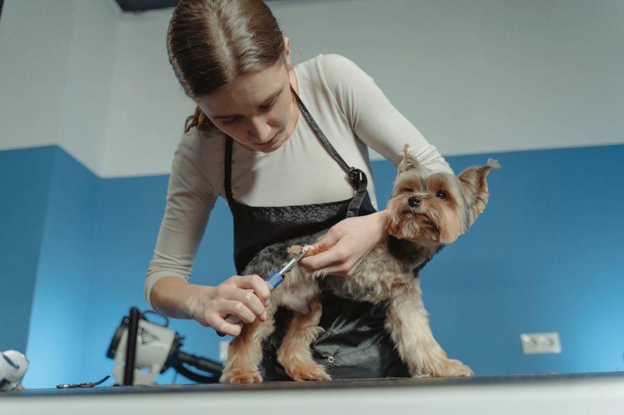 Devenir toiletteur pour chiens en tant qu'auto-entrepreneur