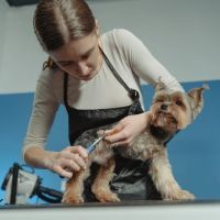 Devenir toiletteur pour chiens en tant qu'auto-entrepreneur